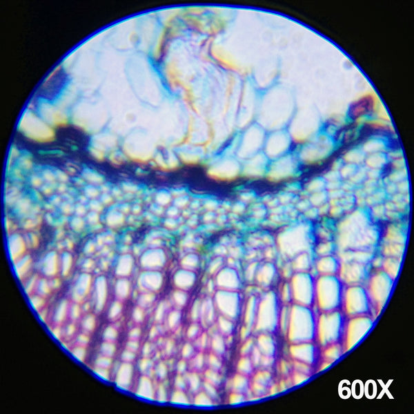 Kit de Microscopio Biológico de Brazo Metálico para Principiantes -KIDS