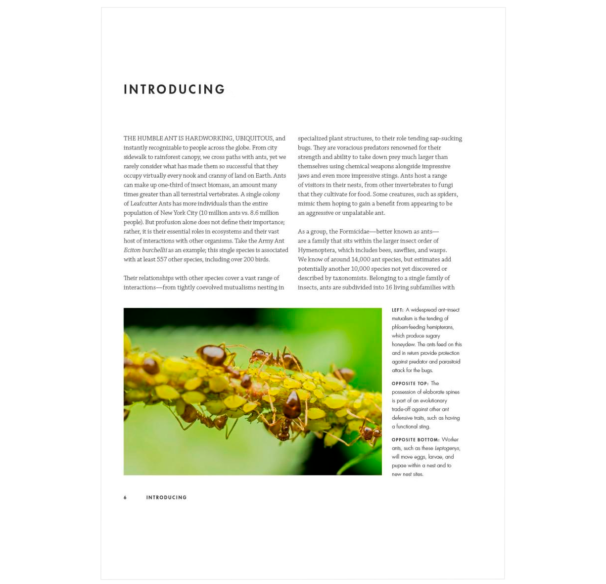 Ants A Visual Guide BIOWEB Colombia Ants a visual guide bioweb colombia