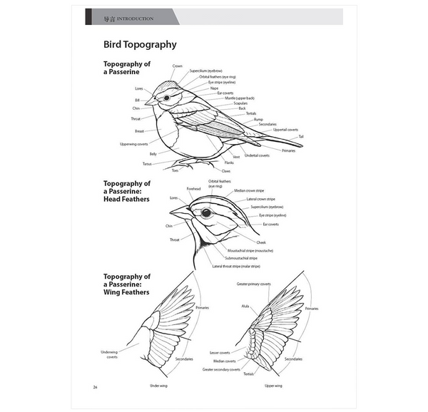 Birds of China