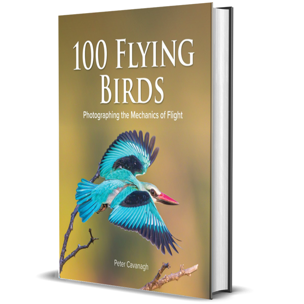 100 Flying Birds: Photographing the Mechanics of Flight
