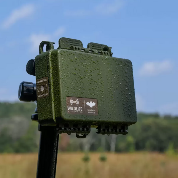 Grabadora Ultrasónica Song Meter Mini Bat 2 Doble LI-ION Wildlife Acoustics