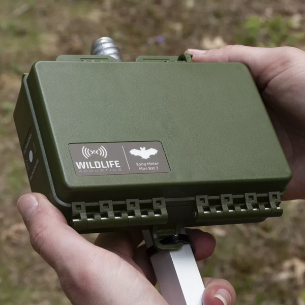 Grabadora Ultrasónica Song Meter Mini Bat 2 Doble LI-ION Wildlife Acoustics