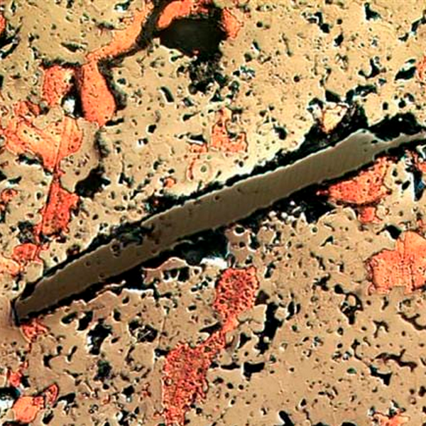 Microscopios Trinoculares AmScope Serie ME1200 hasta 1250× con Iluminación LED de 5 W