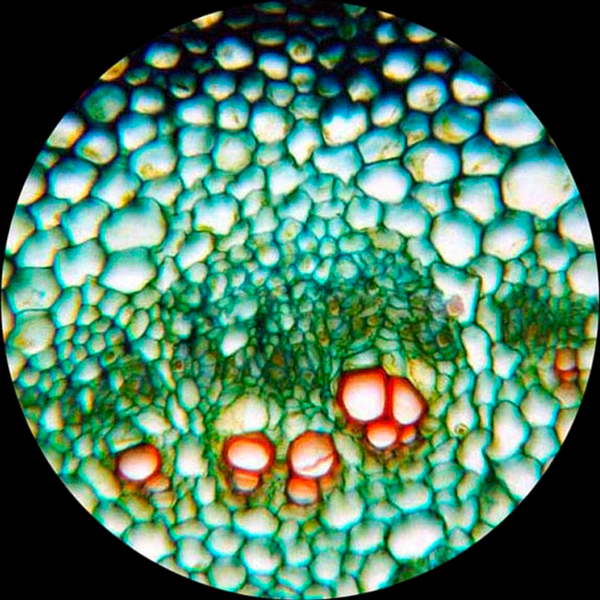 Microscopio Biológico Monocular AmScope M149C-2L-E LED con 400X de Aumento