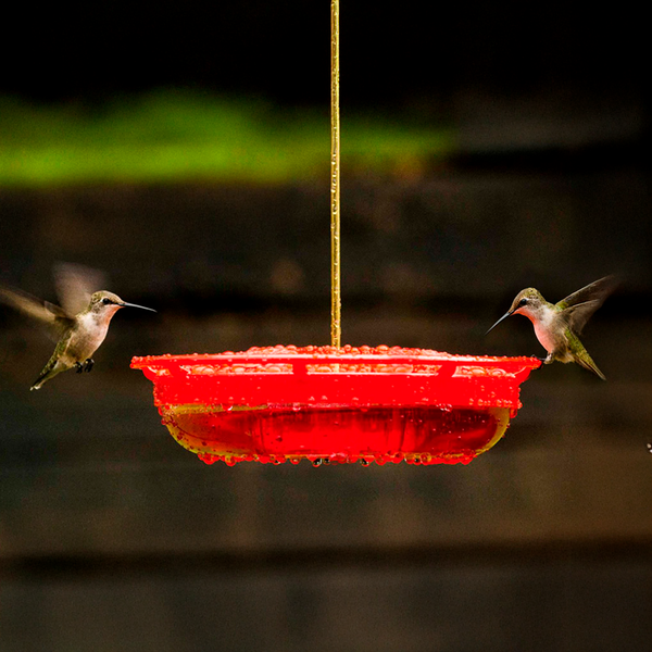 Alimentadores para Colibríes con Percha, Incluye Gancho para Colgar