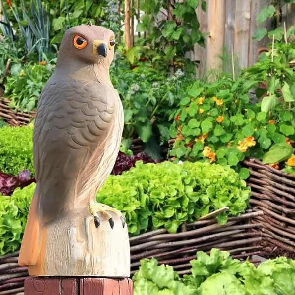 Águila Ahuyentadora de Aves