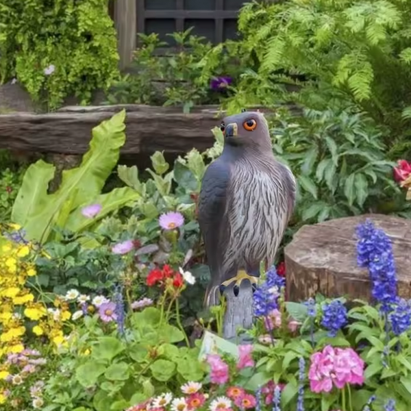 Águila Ahuyentadora de Aves