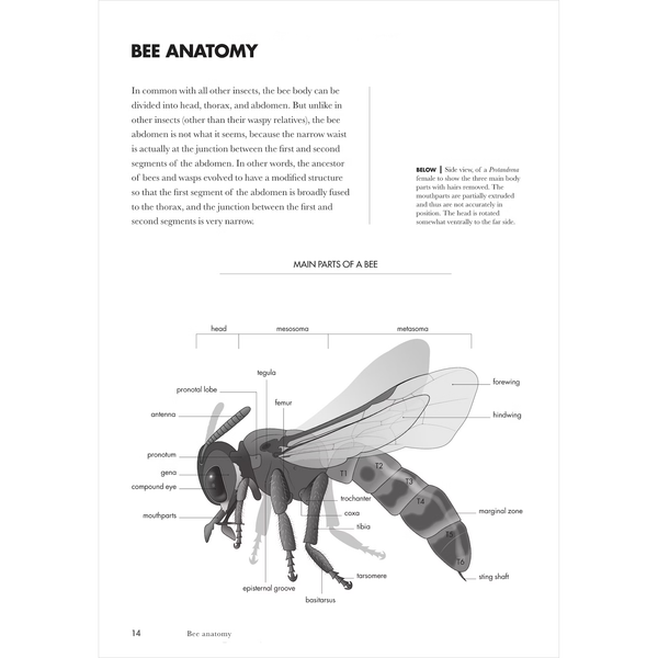 Bees of the World: A Guide to Every Family