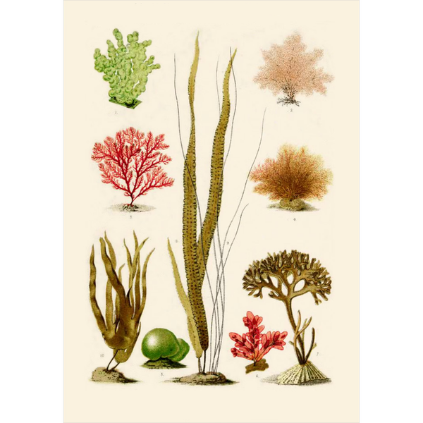 Seaweeds of the World A Guide to Every Order