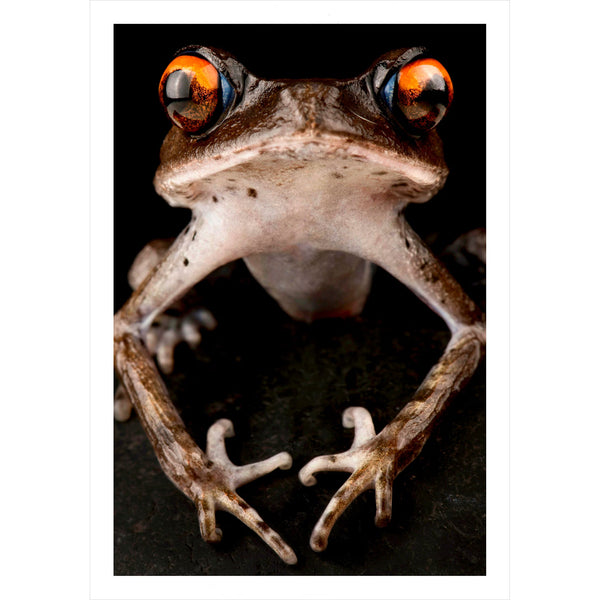 Frogs of the World: A Guide to Every Family