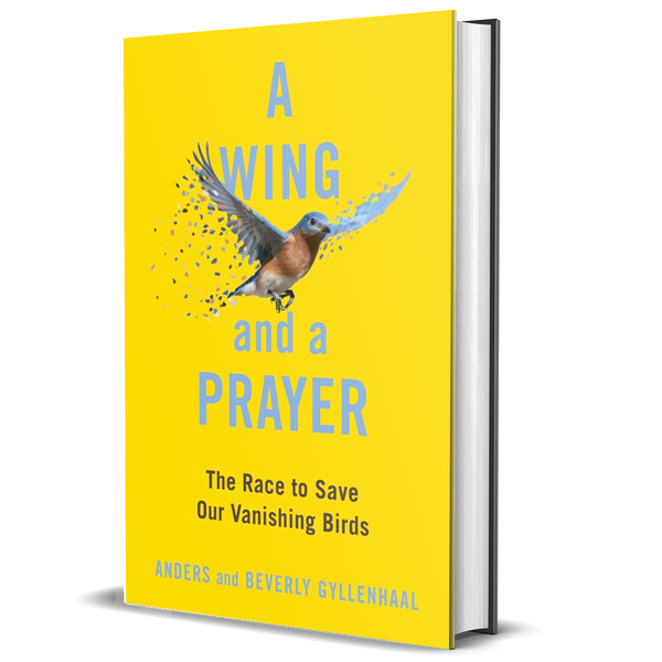 Hummingbirds' Gift: Wonder, Beauty, and Renewal on Wings