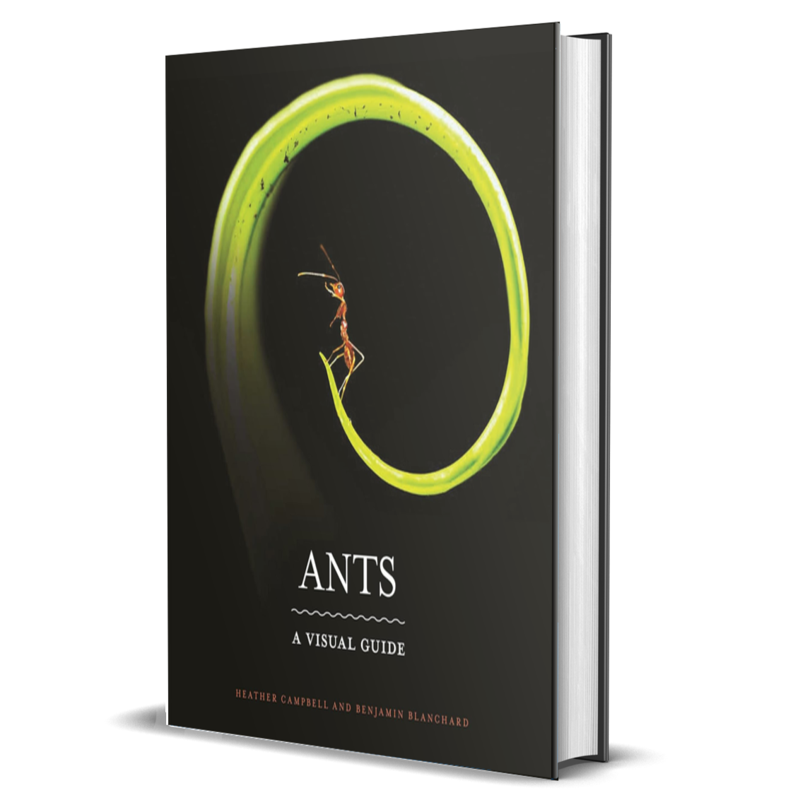 Ants A Visual Guide BIOWEB Colombia Ants a visual guide bioweb colombia