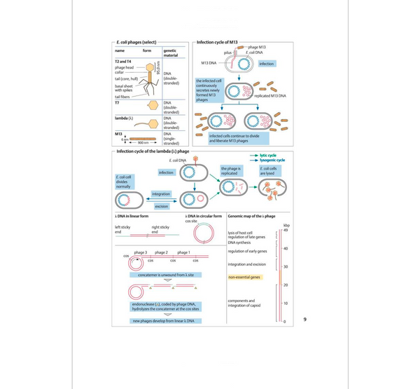 Biotechnology: An Illustrated Primer