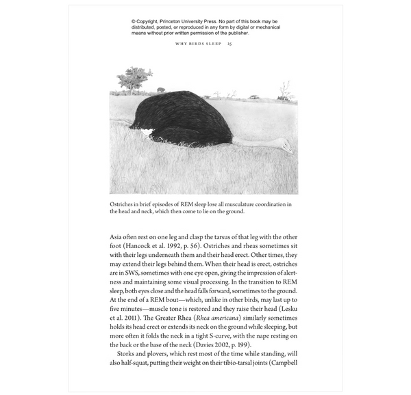Birds at Rest: The Behavior and Ecology of Avian Sleep