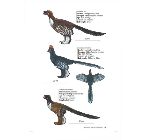 Birds of the Mesozoic