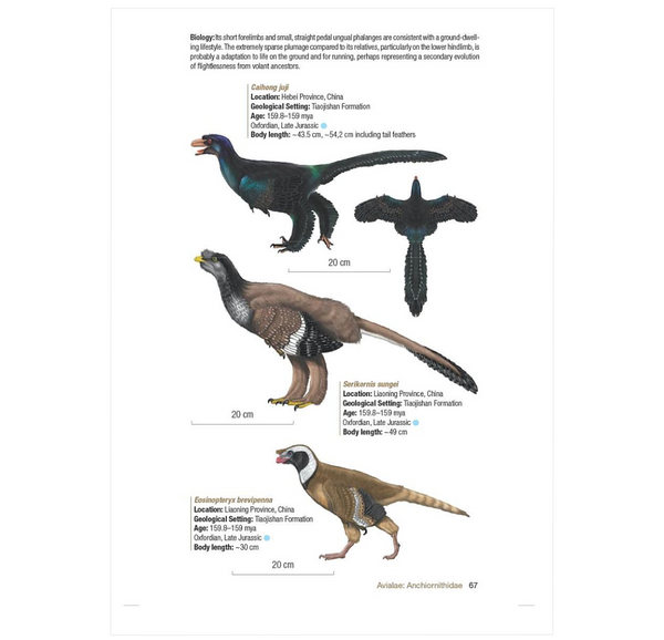 Birds of the Mesozoic