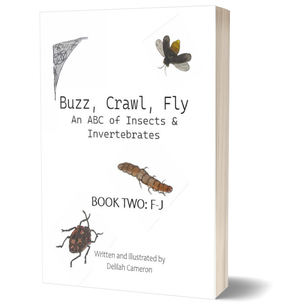 Buzz, Crawl, Fly – an ABC of Insects & Invertebrates: Book Two: F-J