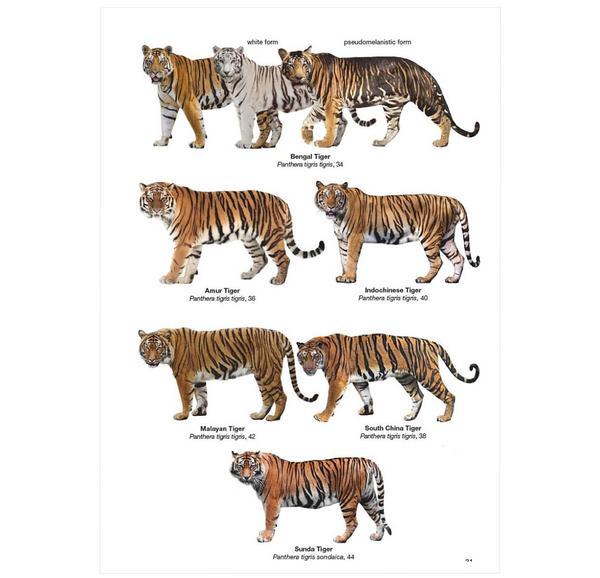 Felids and Hyenas of the World: Wildcats, Panthers, Lynx, Pumas, Ocelots, Caracals, and Relatives