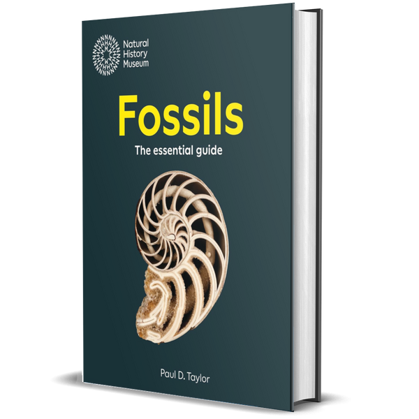 Fossils: The Essential Guide