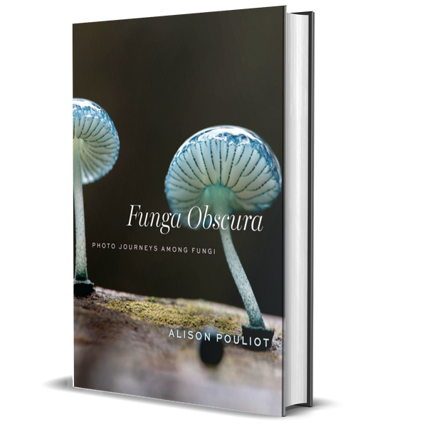 Funga Obscura: Photo Journeys Among Fungi