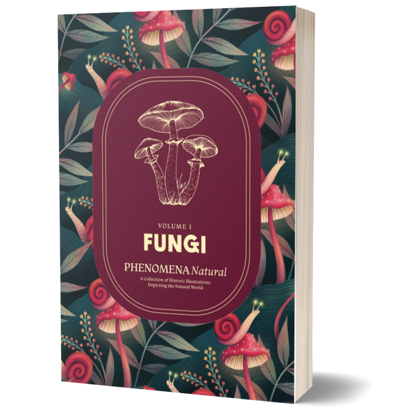 Fungi – Phenomena Natural, A Collection of Historic Illustrations Depicting the Natural World, Volume 1: Fungi Coffee Table Book of Botanical Mushroom, Field Sketches, and Paintings by Naturalists