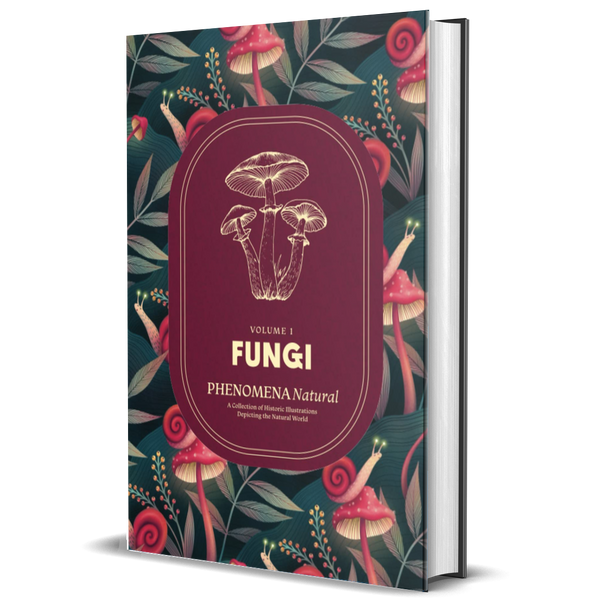 Fungi – Phenomena Natural, A Collection of Historic Illustrations Depicting the Natural World, Volume 1: Fungi Coffee Table Book of Botanical Mushroom, Field Sketches, and Paintings by Naturalists