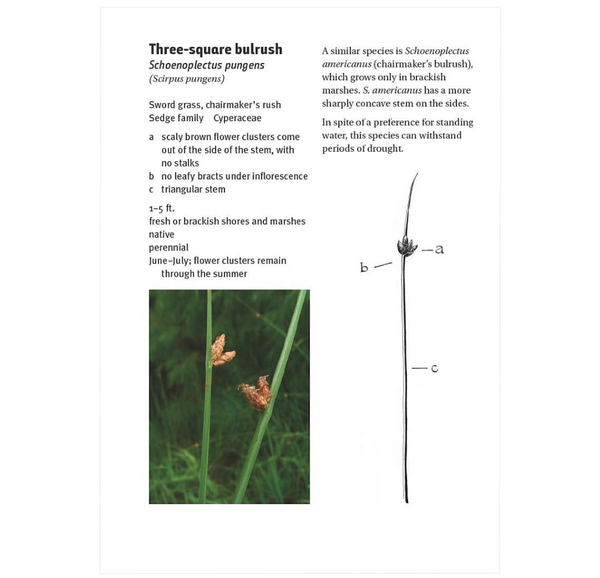 Grasses, Sedges, Rushes: An Identification Guide