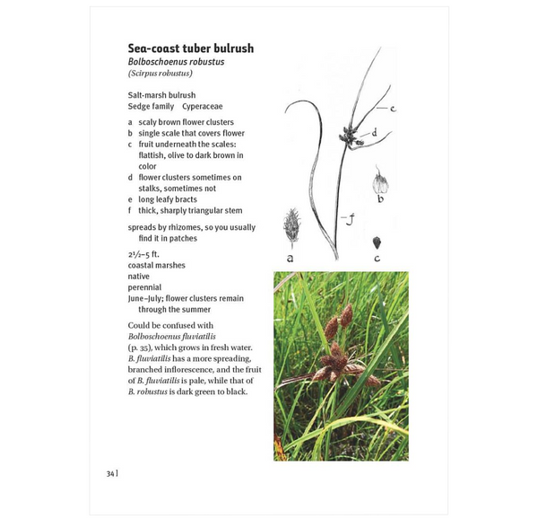 Grasses, Sedges, Rushes: An Identification Guide