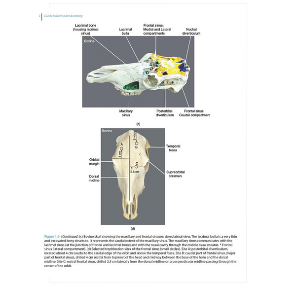 Guide to Ruminant Anatomy: Dissection and Clinical Aspects, 2nd Edition