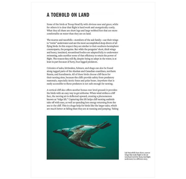 How Birds Live Together: Colonies and Communities in the Avian World