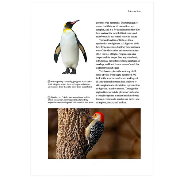 How Birds Work: An Illustrated Guide to the Wonders of Form and Function—from Bones to Beak