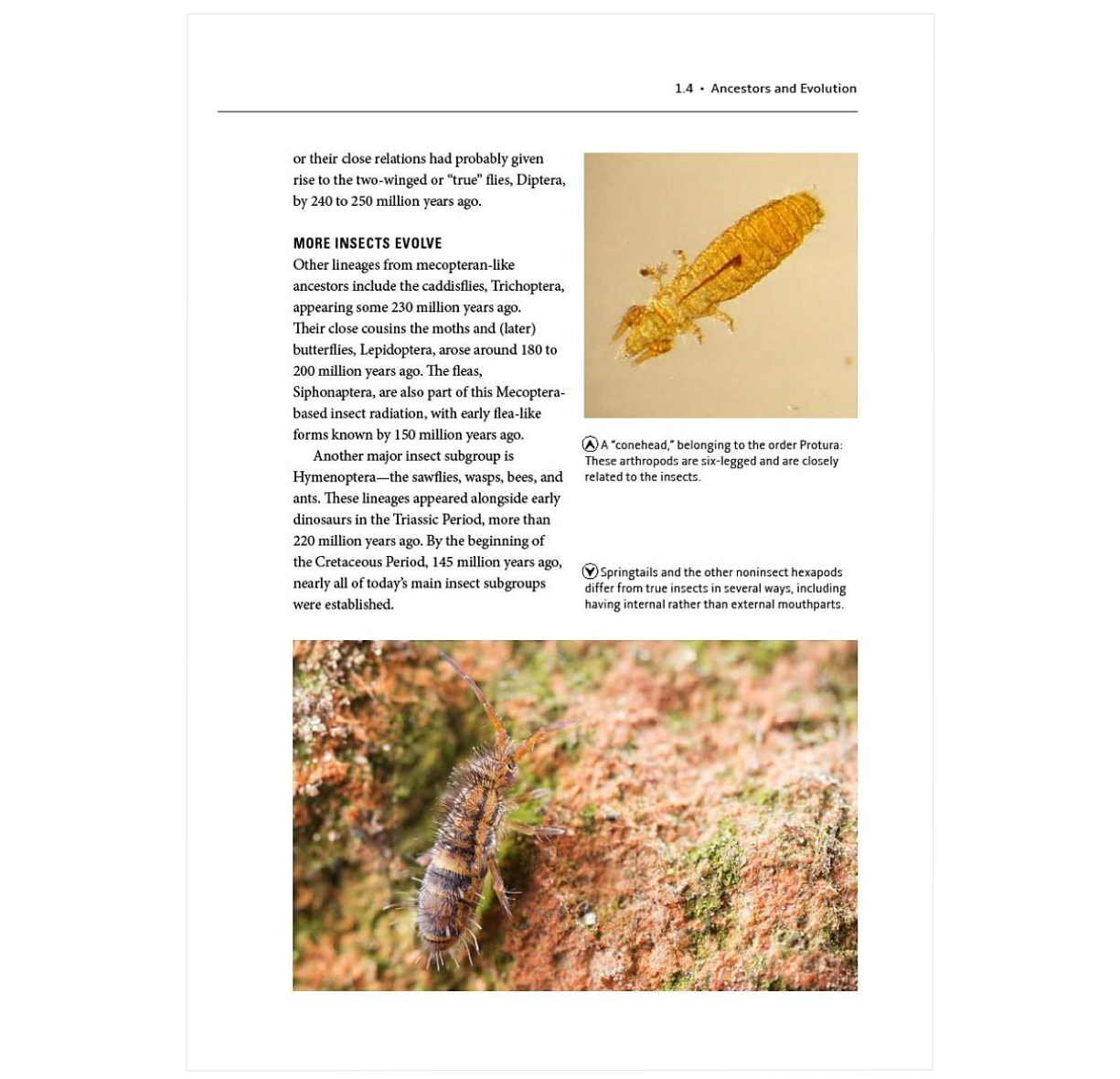 How Insects Work: An Illustrated Guide to the Wonders of Form and Func ...