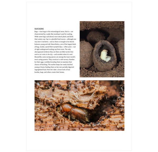 Insect Architecture: How Insects Build, Engineer, and Shape Their World