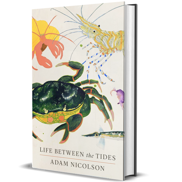 Life Between the Tides