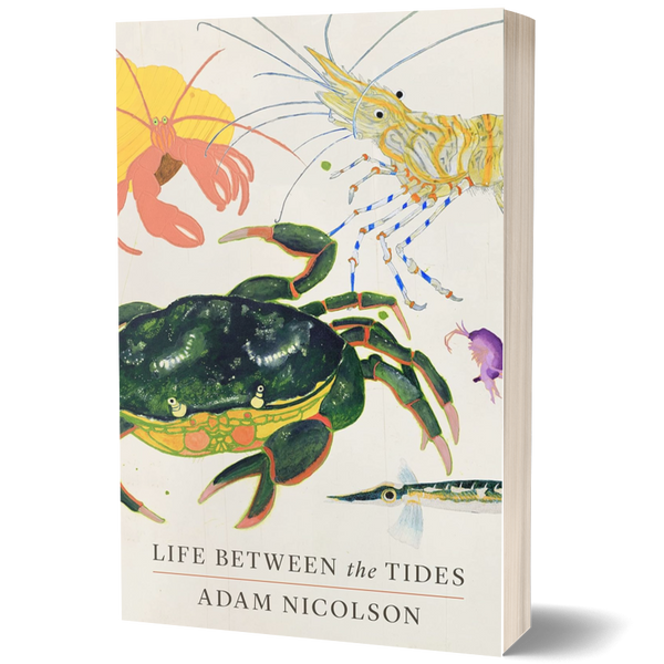 Life Between the Tides