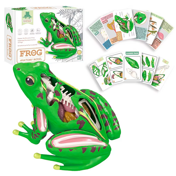 Modelo Anatómico 4D de Rana – Juguete Montessori con Órganos Desmontables para Educación STEM y Biología (+6)