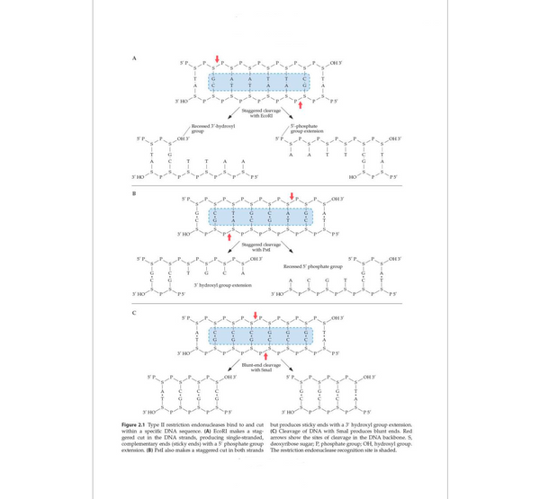 Molecular Biotechnology: Principles and Applications of Recombinant DNA, 6th Edition