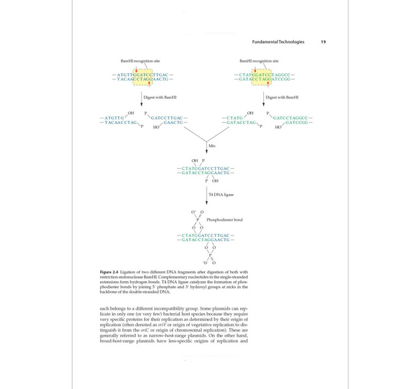 Molecular Biotechnology: Principles and Applications of Recombinant DNA, 6th Edition