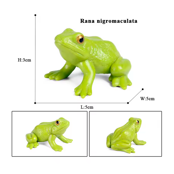 Modelo de Simulación de Rana, Ciclo de Crecimiento y Figuras de Ranas (+3)