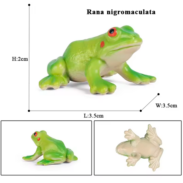 Modelo de Simulación de Rana, Ciclo de Crecimiento y Figuras de Ranas (+3)