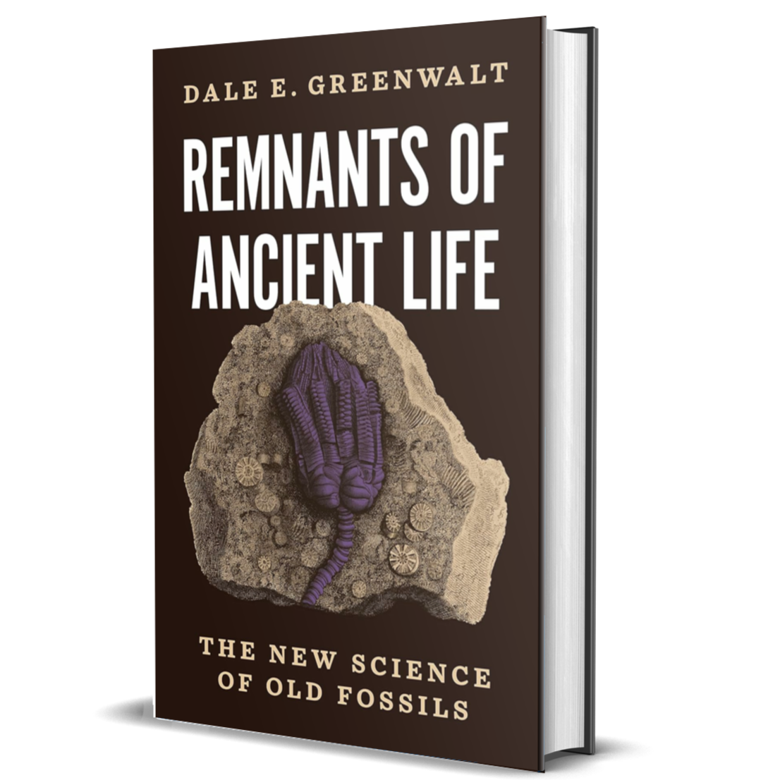 Remnants Of Ancient Life The New Science Of Old Fossils BIOWEB Colombia Remnants of ancient life the new science of old fossils bioweb colombia