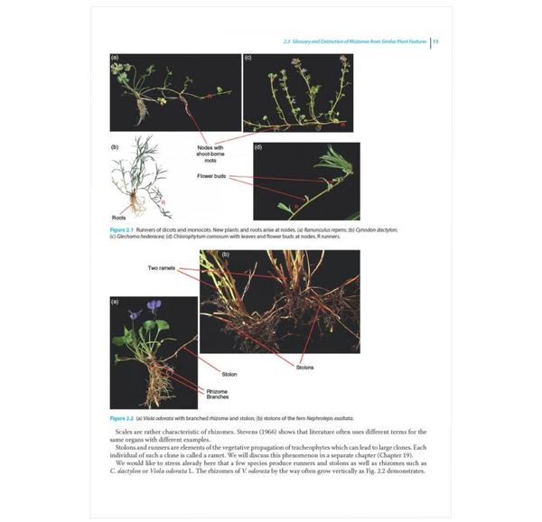 Rhizomes: Hidden Stems with Unknown Diversity