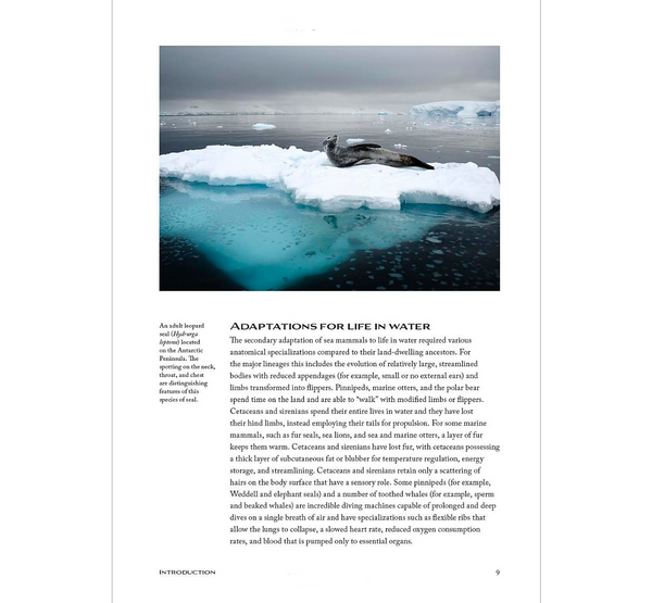 Sea Mammals The Past and Present Lives of Our Oceans’ Cornerstone Species