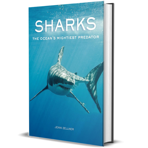 Sharks: The Ocean's Mightiest Predator