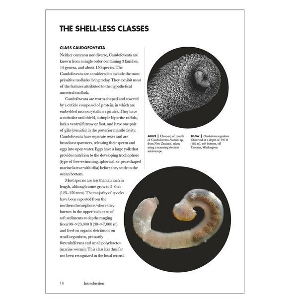 Shells of the World: A Natural History