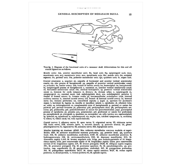 Systematics and Morphology of American Mosasaurs