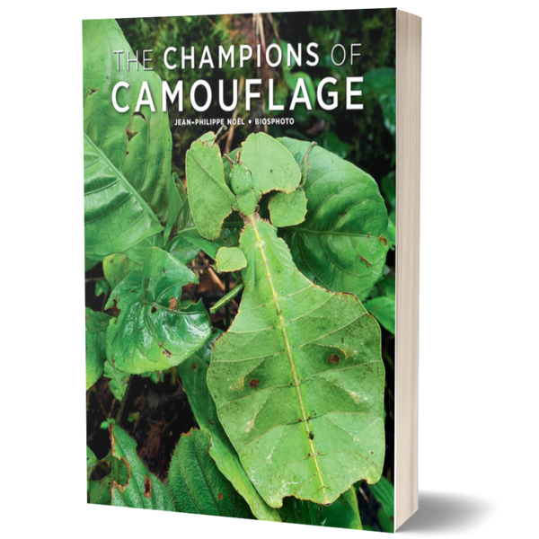 The Champions of Camouflage