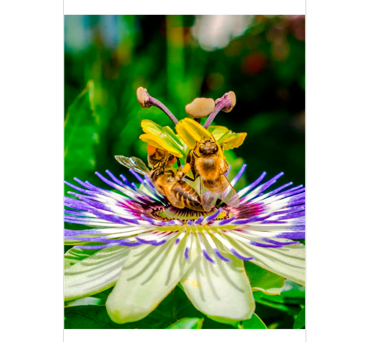 The Complete Insect Anatomy, Physiology, Evolution, and Ecology ...