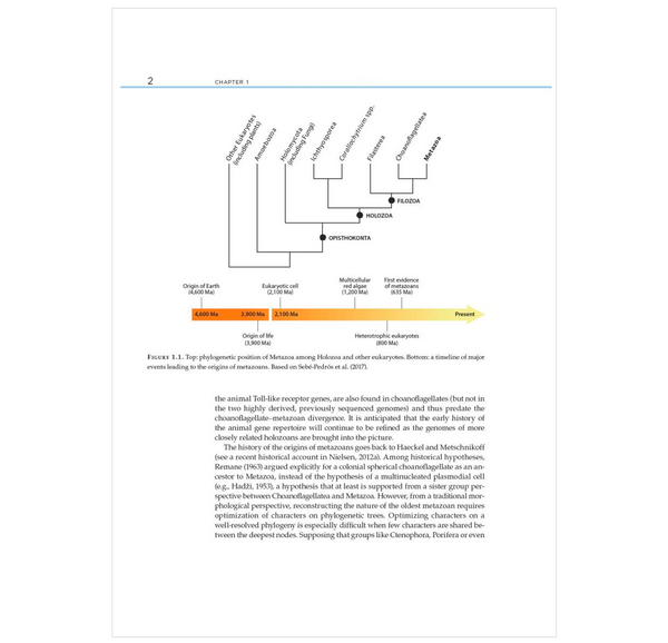 The Invertebrate Tree of Life