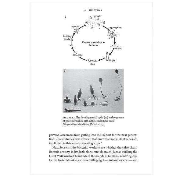 The Liars of Nature and the Nature of Liars: Cheating and Deception in the Living World